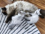 Vorschaubild 3