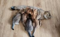 Vorschaubild 1