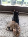 Vorschaubild 2