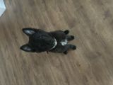 Vorschaubild 2