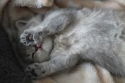 Vorschaubild 6