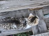 Vorschaubild 6