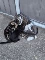 Vorschaubild 1