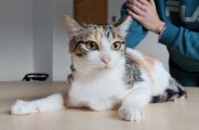 Vorschaubild 4