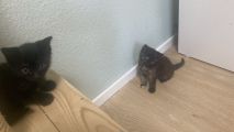 Vorschaubild 3