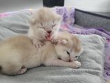Vorschaubild 4