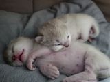 Vorschaubild 3