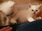 Vorschaubild 9