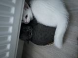 Vorschaubild 3