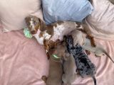 Vorschaubild 8