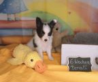Vorschaubild 1