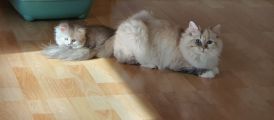 Vorschaubild 5