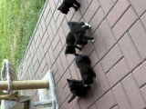 Vorschaubild 3