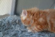 Vorschaubild 9