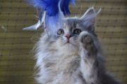 Vorschaubild 2