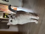 Vorschaubild 1