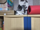 Vorschaubild 4