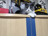Vorschaubild 1