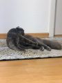 Vorschaubild 2