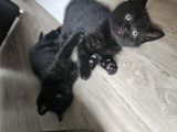 Vorschaubild 3
