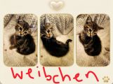 Vorschaubild 5