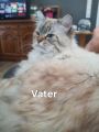 Vorschaubild 7