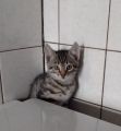 Vorschaubild 6