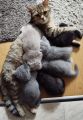 Vorschaubild 9