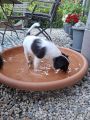 Vorschaubild 1