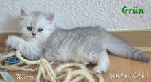 Vorschaubild 7