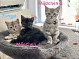 Vorschaubild 3