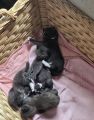 Vorschaubild 2