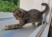 Vorschaubild 2