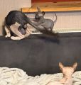Vorschaubild 6