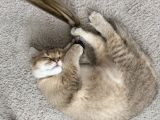 Vorschaubild 5