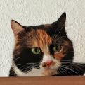 Vorschaubild 2