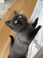 Vorschaubild 2