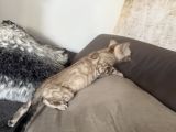 Vorschaubild 2