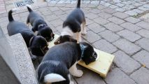 Vorschaubild 10