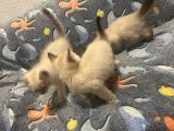 Vorschaubild 6