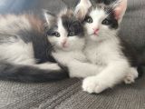 Vorschaubild 1