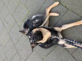 Vorschaubild 2