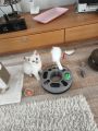 Vorschaubild 1