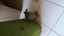 Vorschaubild 8