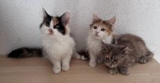 Vorschaubild 1