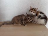 Vorschaubild 2