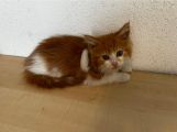 Vorschaubild 7