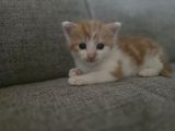 Vorschaubild 5