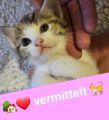 Vorschaubild 6