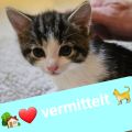 Vorschaubild 5